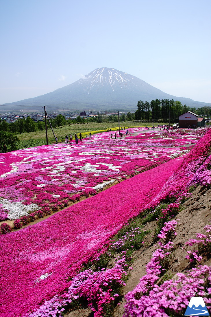 倶知安旭ヶ丘スキー場と三島さん家の芝桜の丘。